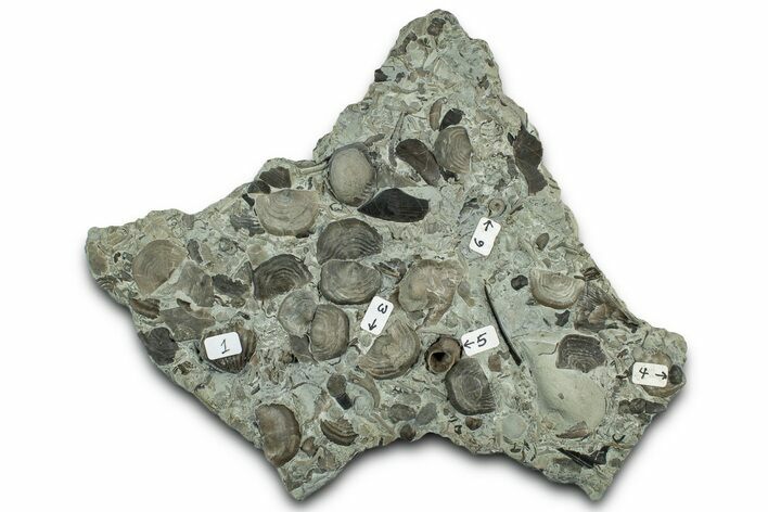 Multiple Fossil Brachiopod and Gastropod Plate - Indiana #325697